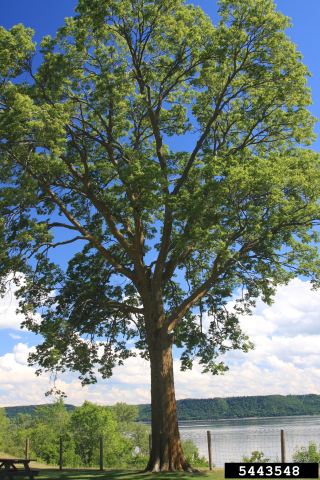 Barnsbury's golden tree – The Street Tree